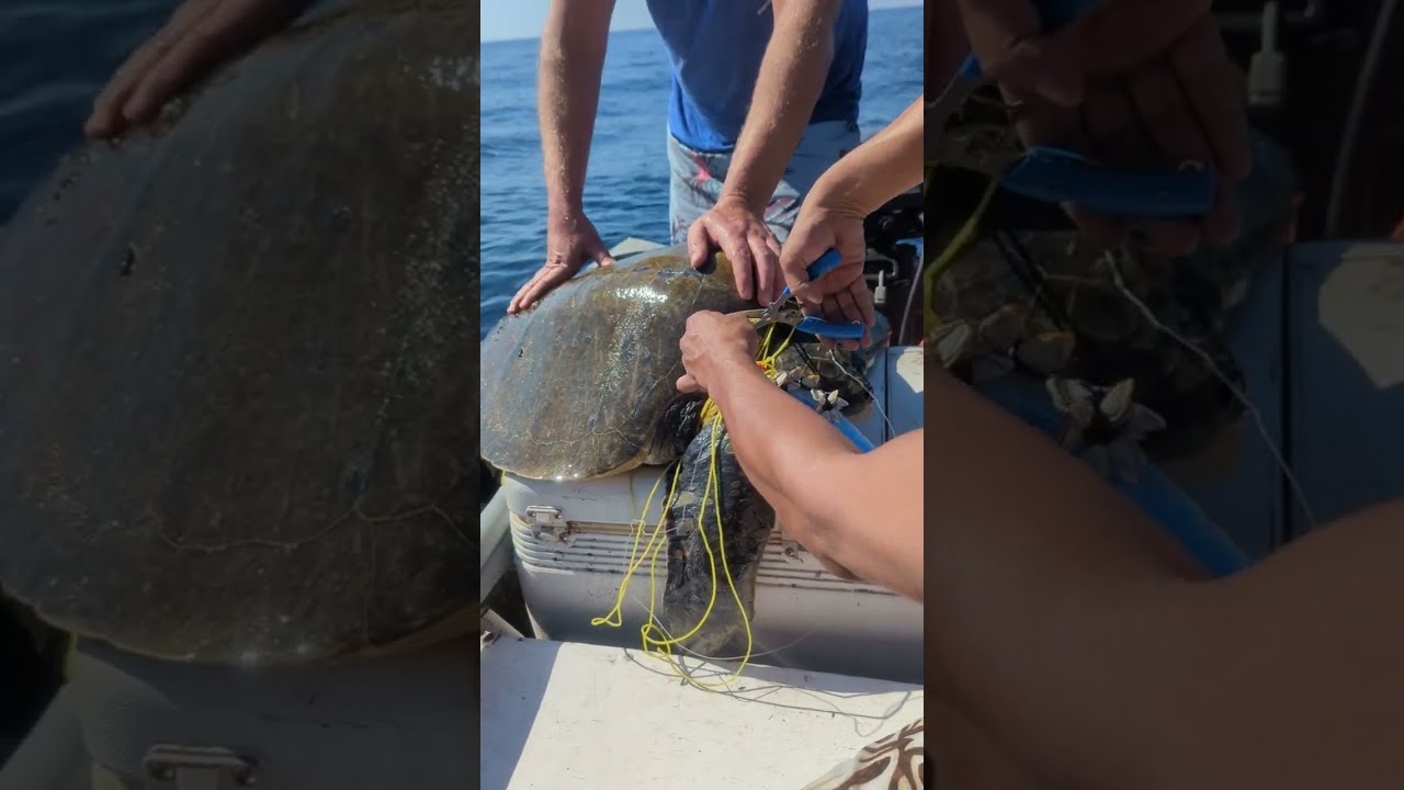 Лодочники спасли морскую черепаху, запутавшуюся в сетях