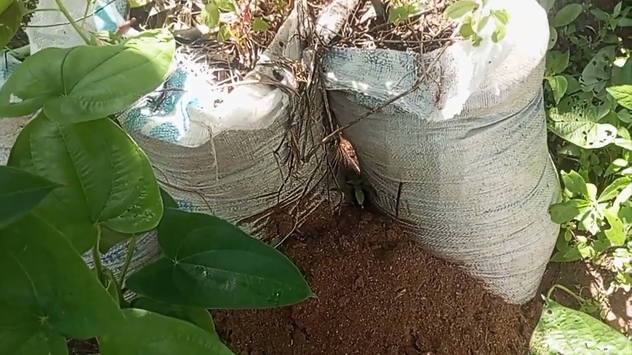 Small Space Farming Applying Manure To Yam Planted In Sack