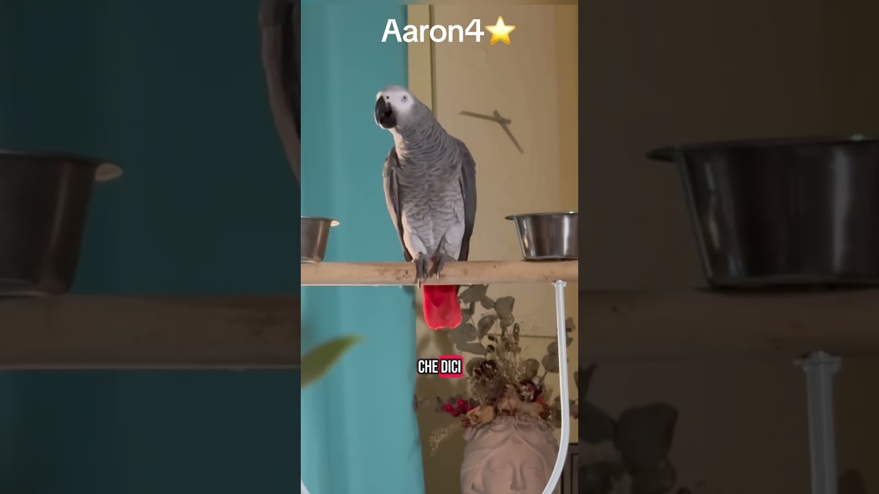Cenerino Aaron4 , pappagallo Siciliano un gran chiacchierone ❤️🥰☺️