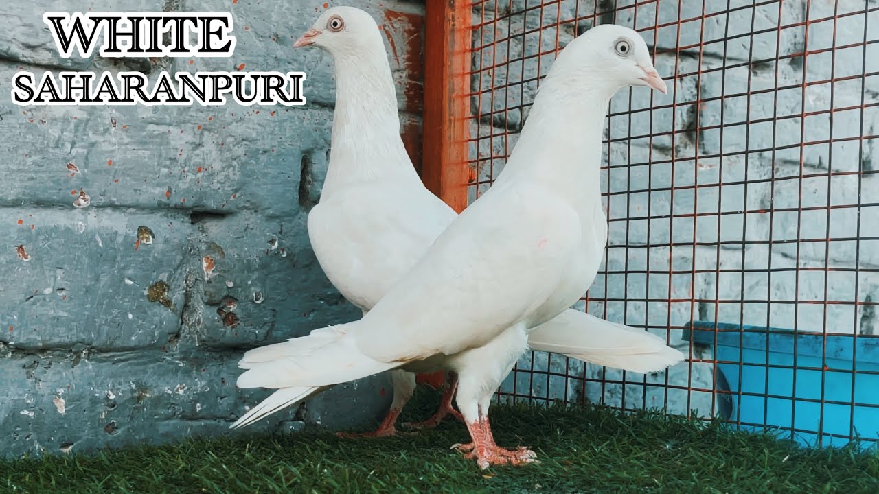 7/03/2026 | WHITE DIAMOND | सफेद सहारनपुरी कबूतर | MOB-7895507817 | MOST DIMANDING PIGEONS | 