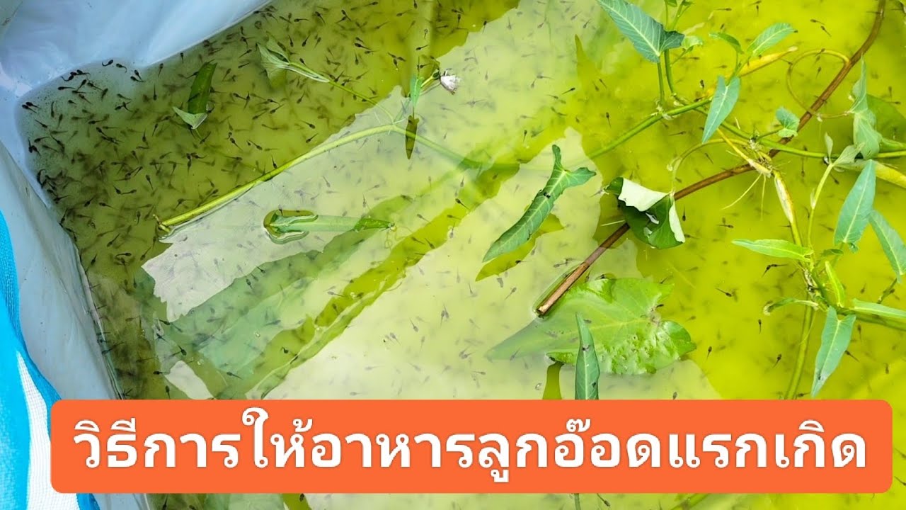 หัวอาหารแบบไหนที่เหมาะกับลูกอ๊อดแรกเกิด  #การให้หัวอาหารลูกอ๊อด  #การเพาะลูกอ๊อด  #อิสานบ้านน้อย