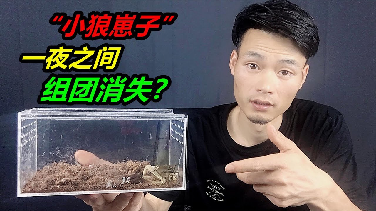 刚刚孵化出的小狼蛛，一夜之间大量消失，是跑了还是被猎杀