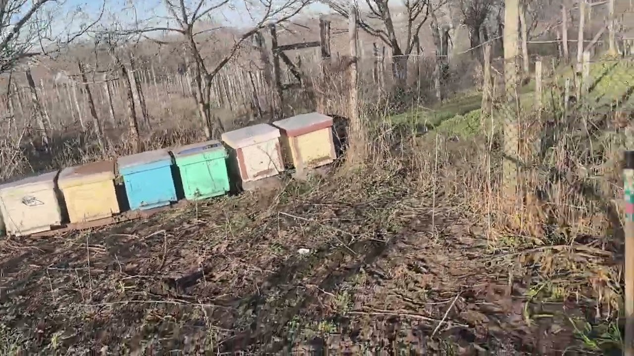 Zbor de curățire al albinelor în februarie, am și o pierdere de matca, stup orfan