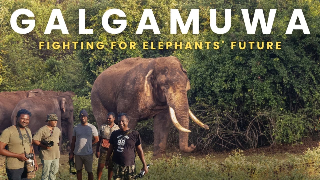 Galgamuwa: A Land Where Elephants and Humans Cross Paths