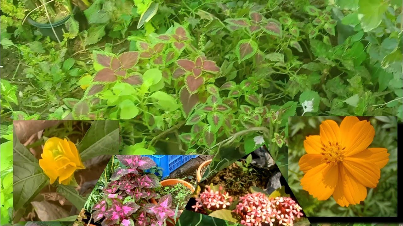 Nawada nursery - variety of flower , show plant and different tree