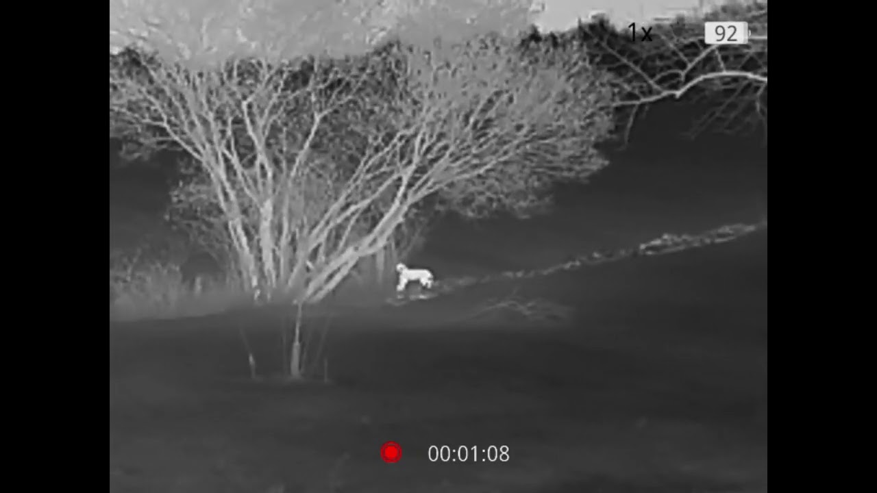 Bobcat prowling the waters edge. Thermal and trail cam footage.