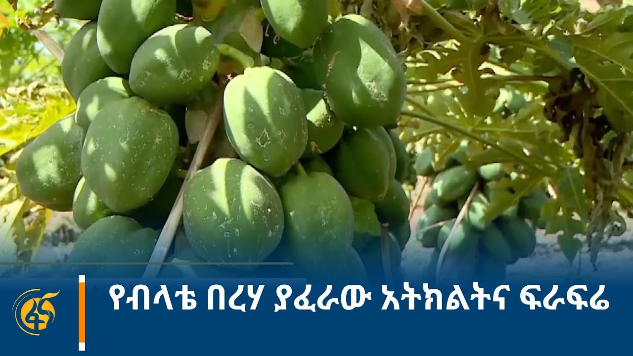 የብላቴ በረሃ ያፈራው አትክልትና ፍራፍሬ