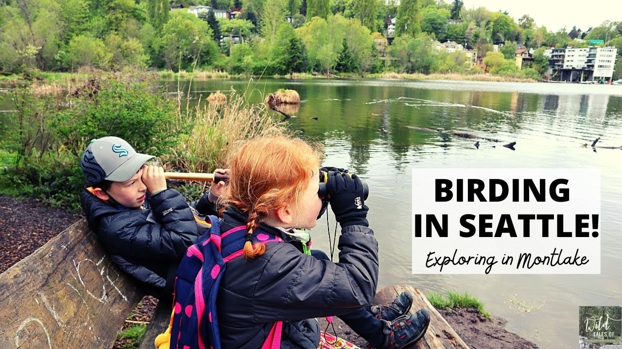 Birding in Seattle with Kids! | Springtime Walk in the Montlake Neighborhood | Wild Tales of...Vlog