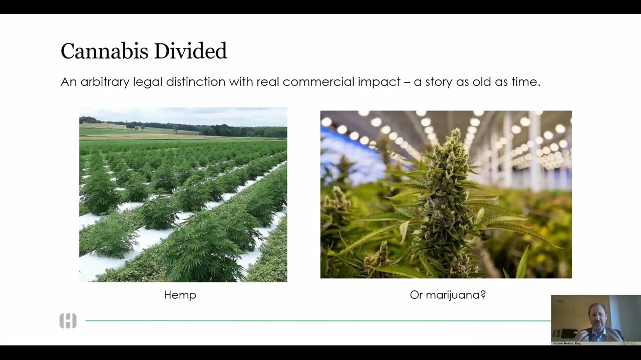 Keynote Presentation: The Rise of Intoxicating Hemp-Derived Cannabinoids