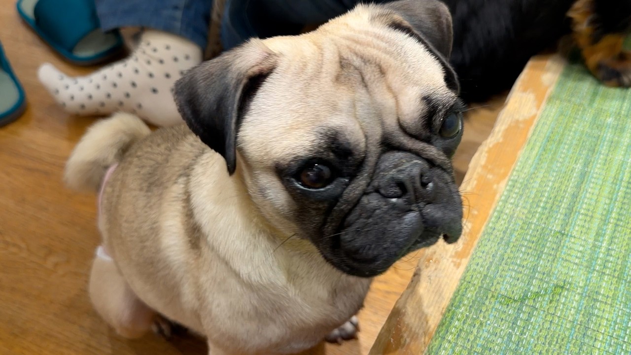 Visiting Japan's Most Popular Dog Cafe Rio in Shinjuku 🐶 Cute Puppies!