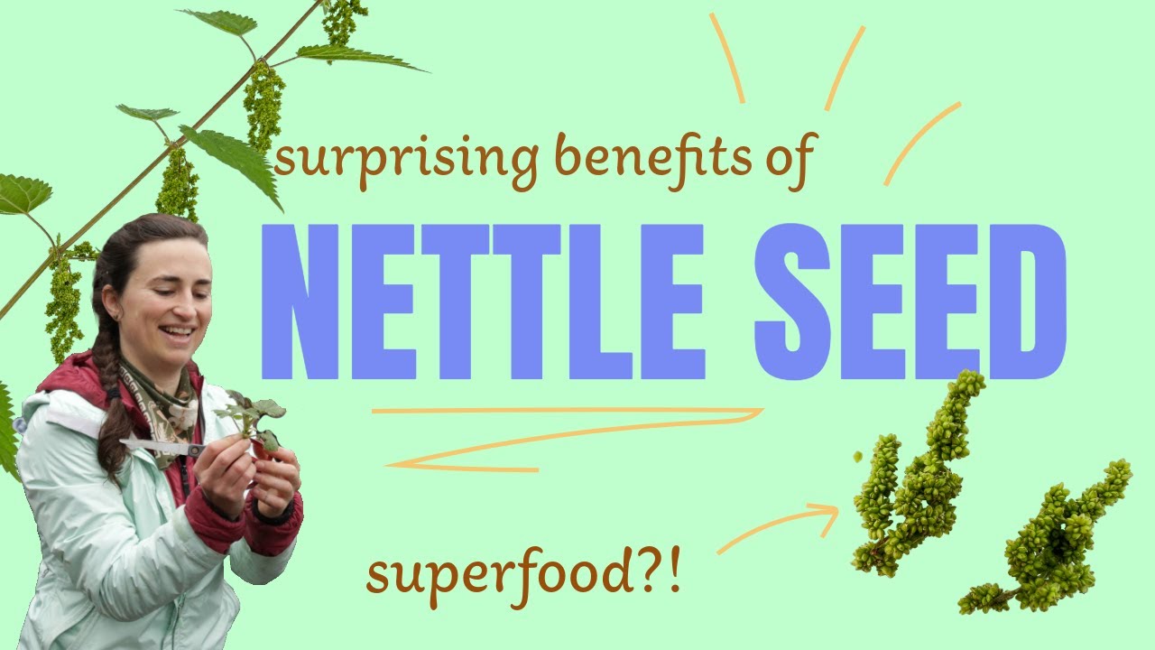 How to Harvest and Use Nettle Seed