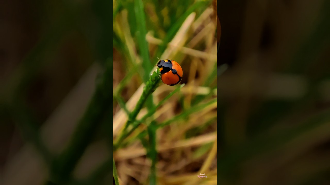 Rural beauty in Sri Lanka💚🇱🇰🏞️ 