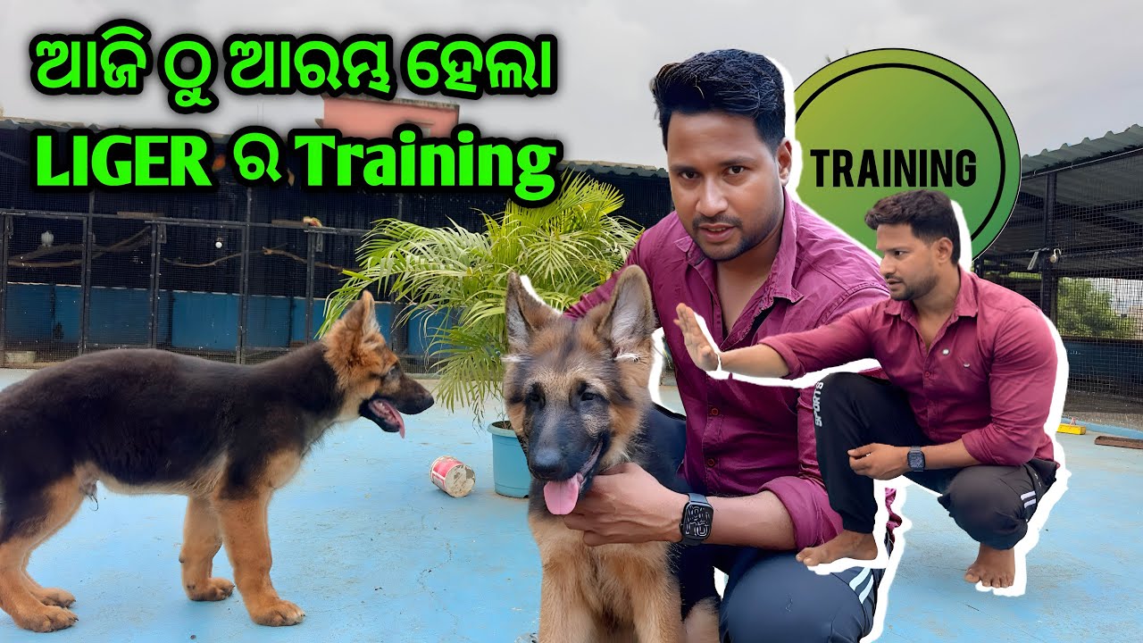 ଆଜି ଠୁ ଆରମ୍ଭ ହେଲା LIGER ର TRAINING 🔥|| ବାଧ୍ୟ ହୋଇ ଘୁଷୁରି ଗ୍ୟାଙ୍ଗ କୁ ଆଣିବାକୁ ପଡ଼ିଲା ମିନି ZOO କୁ😭