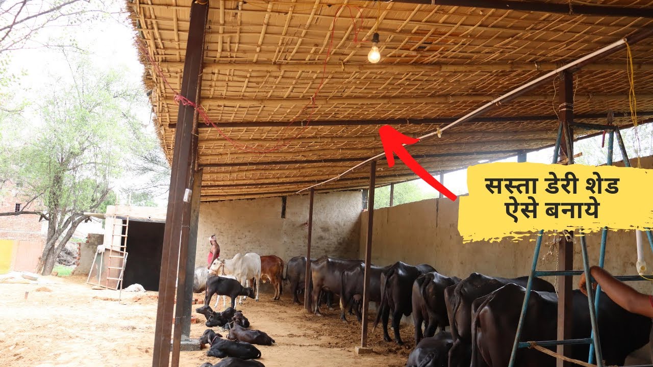 dairy बनाने जा रहे है तो इसे एक बार देख ले|sasta dairy farm kaise banaye Dairy shed design in India,