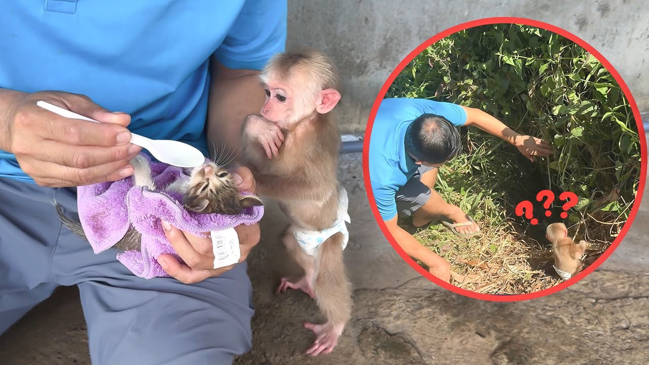 Monkey Kyo and Dad rescue a poor abandoned kitten!