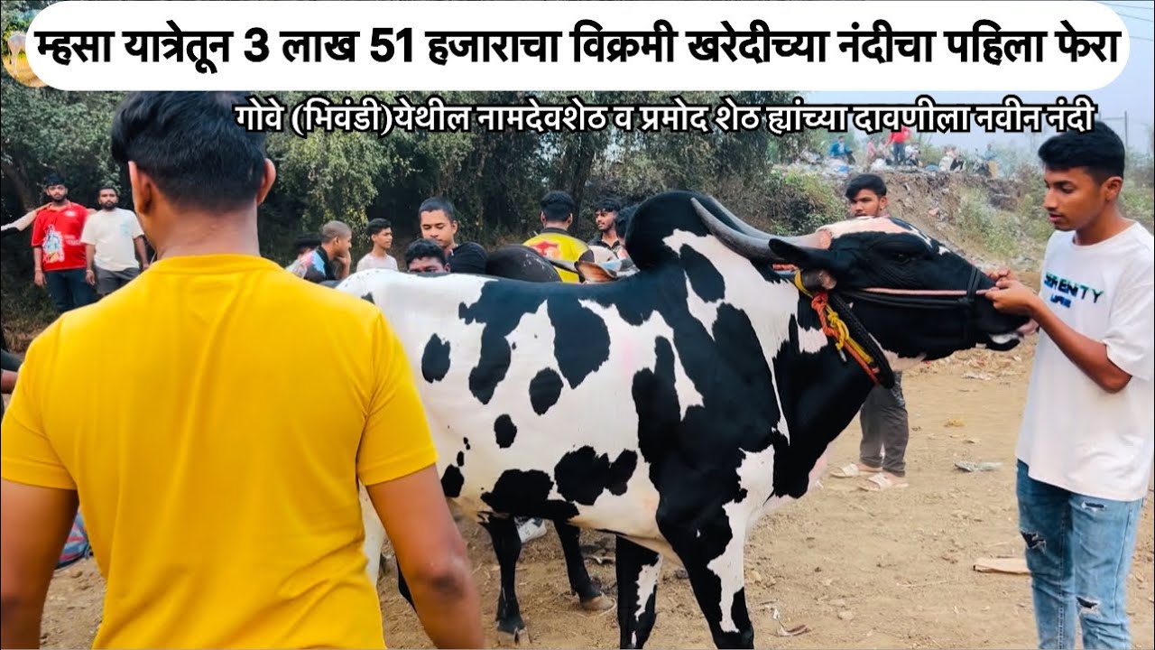 म्हसा यात्रेतील खरेदी केलेल्या नंदी चा झाला आज पहिला फेरा |3 लाख 51 हजारात झाला व्यवहार |