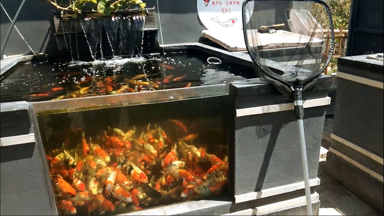 PENJUAL KOI RUMAHAN DAERAH SUKASADA