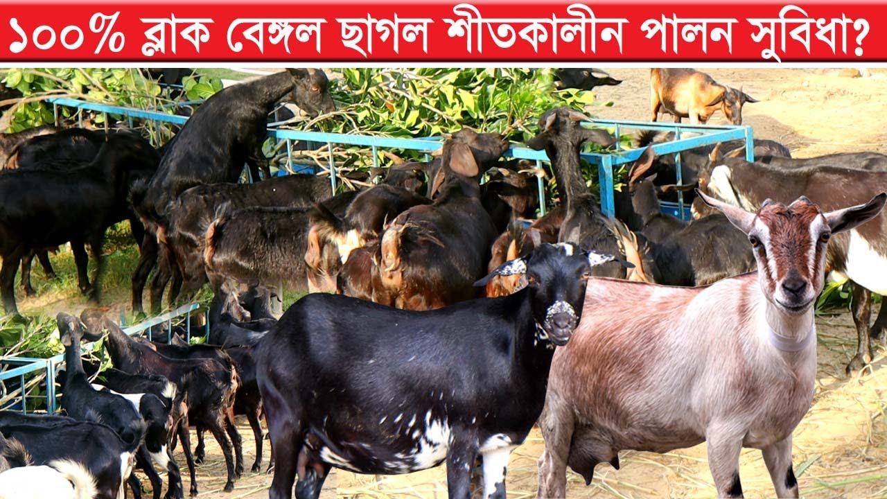 ১০০% ব্লাক বেঙ্গল পালনে খুব সহজেই সফলতা সম্ভব ( শাকিল খান পাবনা ) Vary Easy Goat Farming