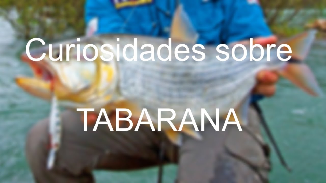 Curiosidades Sobre a Tabarana-Tubarana