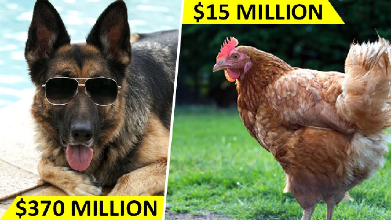 Top 10 Richest Animals (Not Humans) of the World