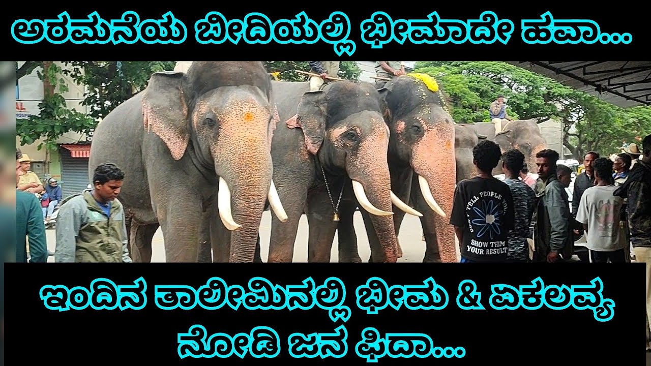 ಅರಮನೆಯ ಬೀದಿಯಲ್ಲಿ ಭೀಮಾದೇ ಹವಾ, ಪ್ರಶಾಂತ ತಾಲೀಮಿಗೆ ಇನ್ನೂ 3ದಿನ ರಜಾ...? 