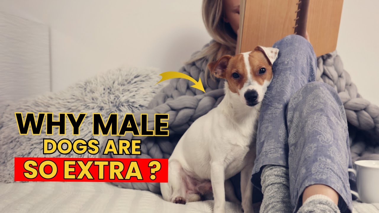 7 Things Only Male Dogs Do for Their Owners. How Many Does your Pup Do?