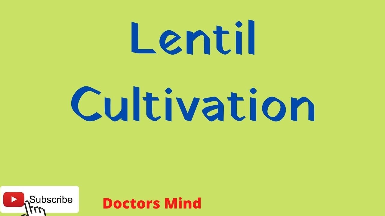 Lentil // Cultivation of Lentil // Package of Practices for Lentil