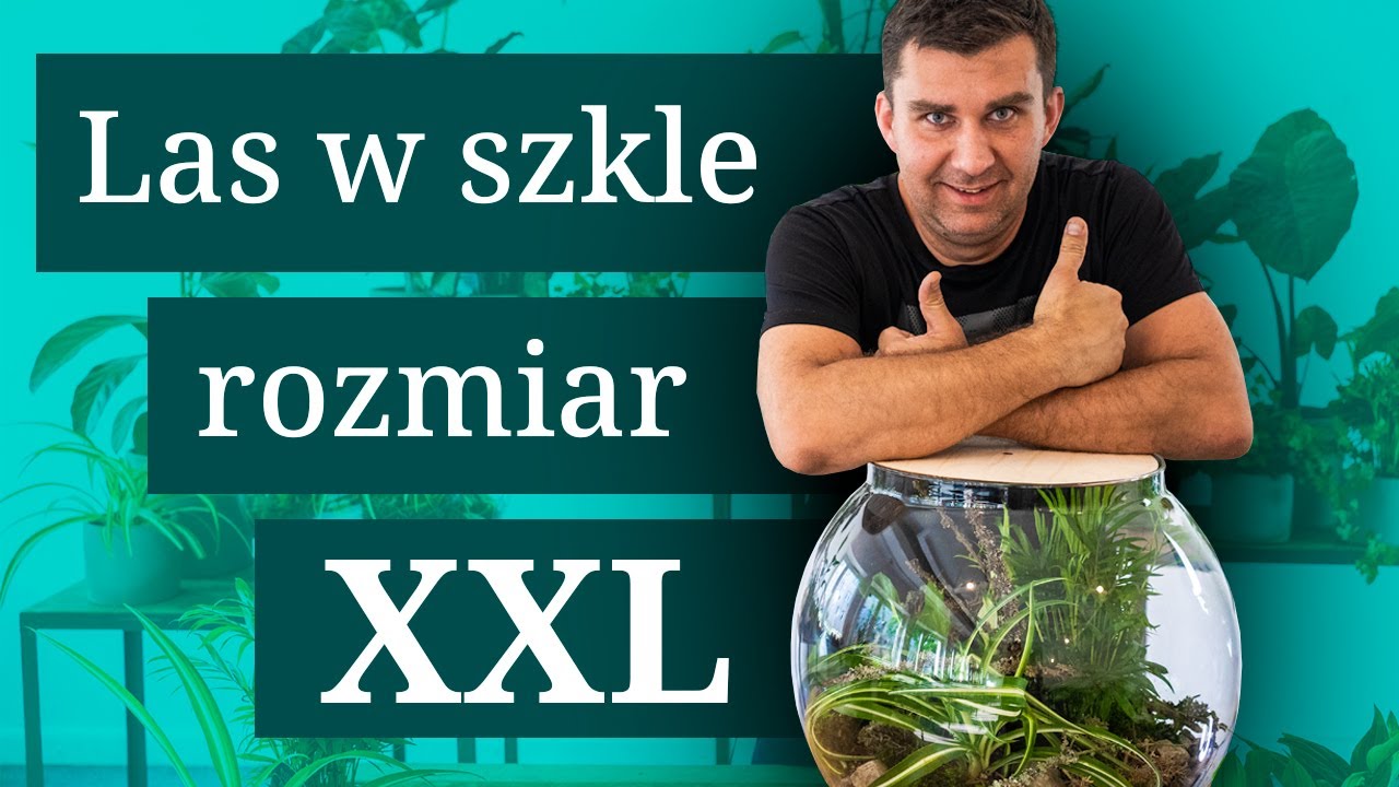 Jak zrobić las w szkle XXL. Zobacz jakie rośliny użyje do lasu w szkle.
