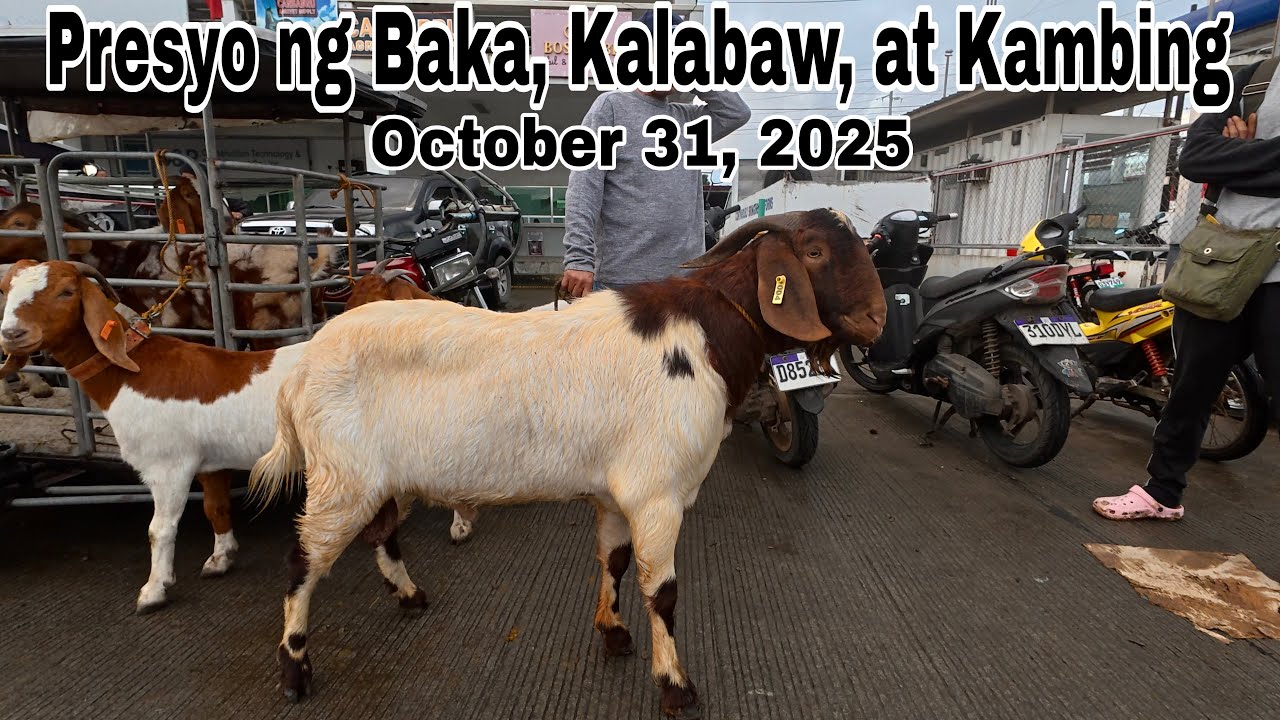 October 31, 2025 - Bentahan ng Baka, Kambing at Kalabaw sa Padre Garcia Batangas