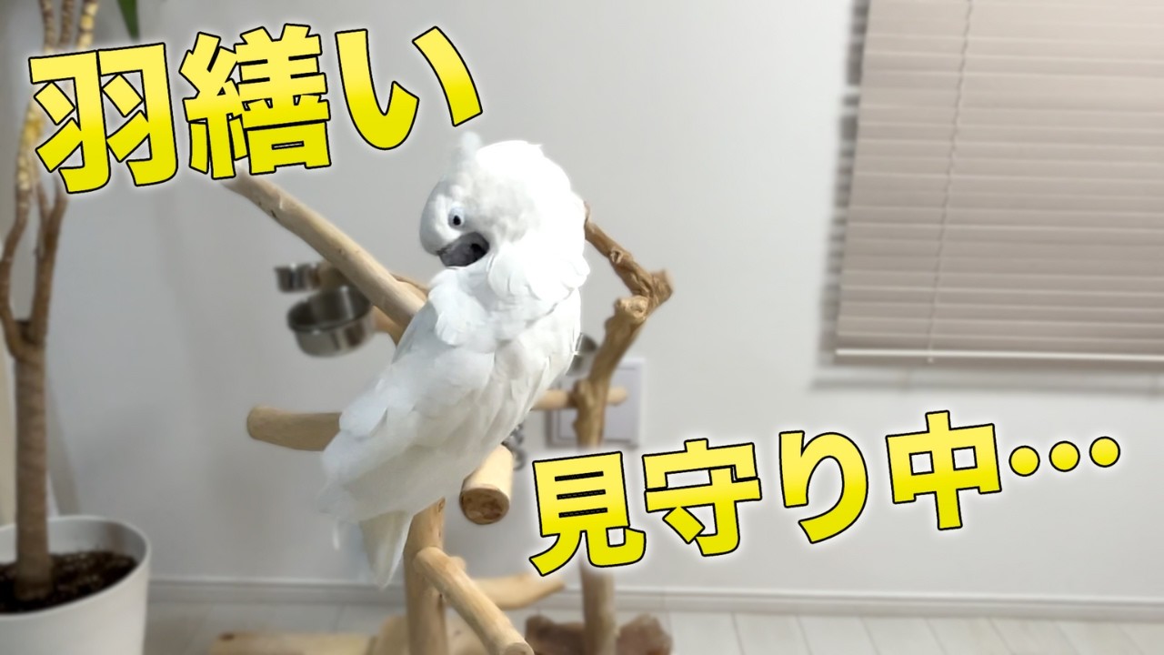 静かな羽繕い中、今の音！？ゆきまる氏が反応