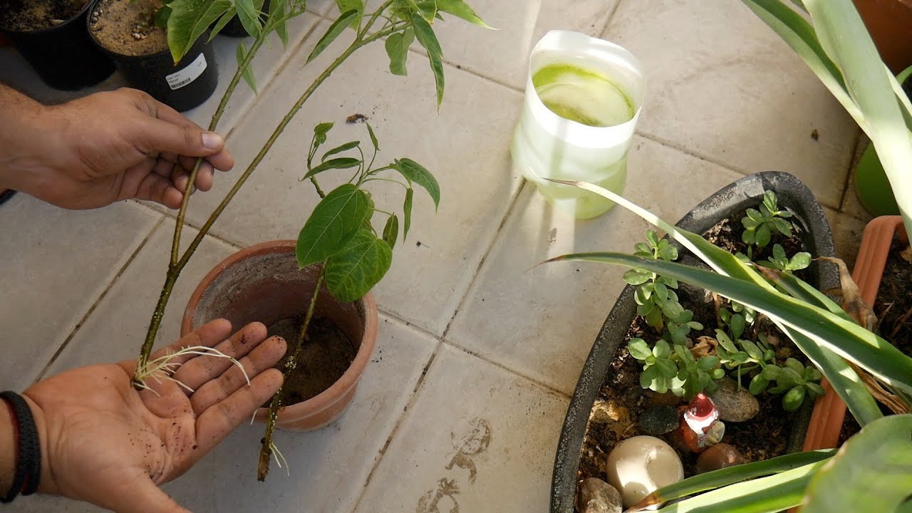 The ‘NO EFFORT’ propagation of Jatropha integerrima #जत्रोफा #Peregrina #SpicyJatropha #GCGarden
