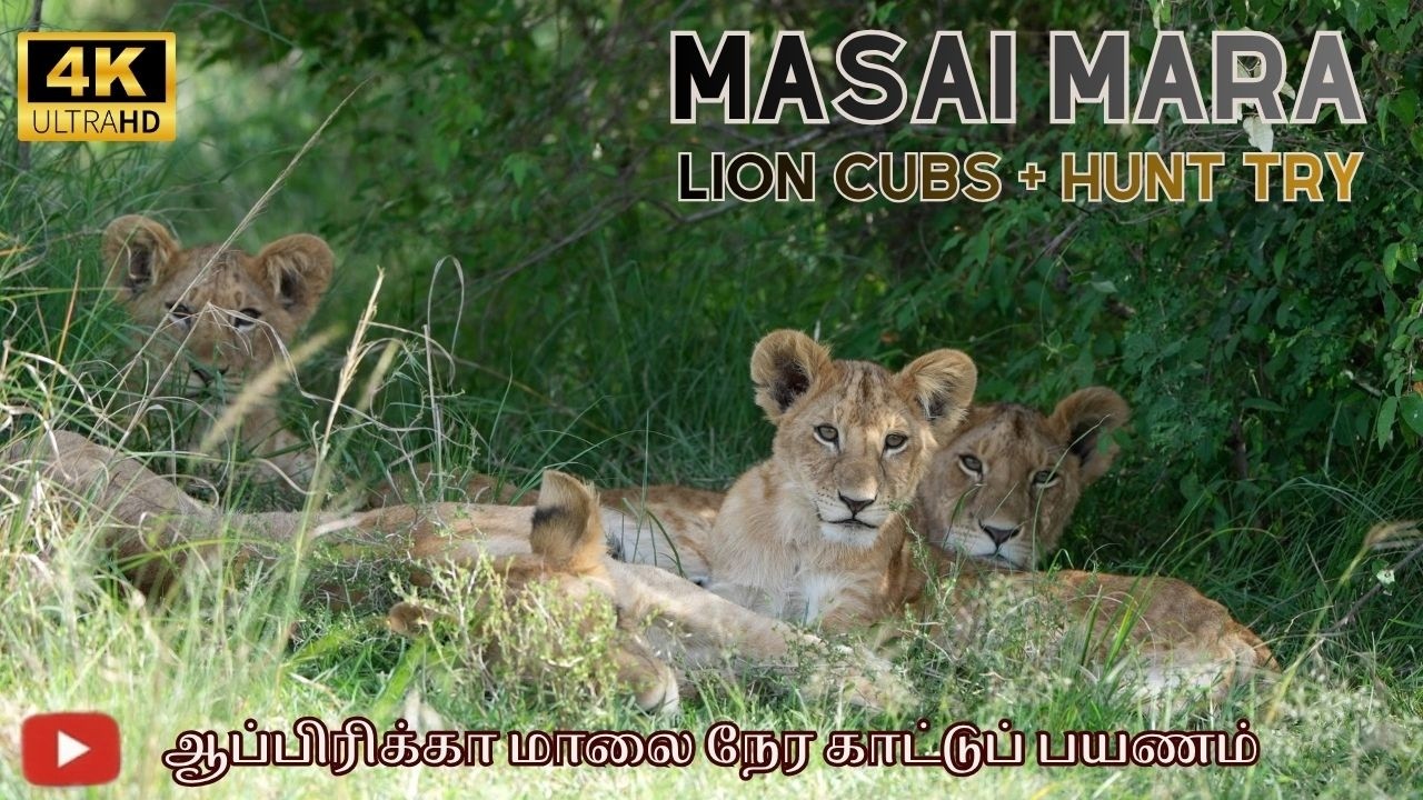 சிங்க கூட்டம் வேட்டை முயற்சி 🔥 Zebra | குட்டி சிங்கங்கள் Masai Mara | 👉 AFRICA WILD ACTION 🔥