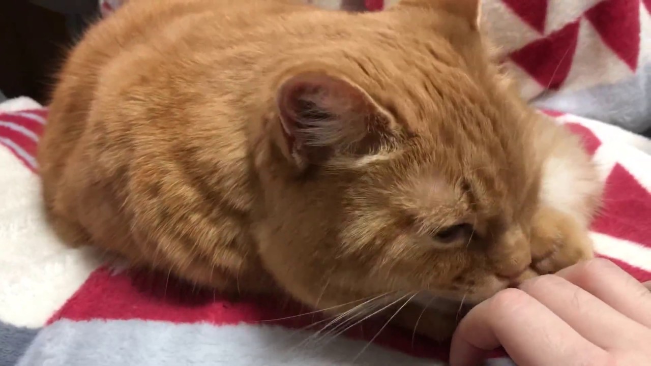 ASMR Cat Grooming Me 고양이 집사 그루밍 asmr 2 [삐츄] #Shorts