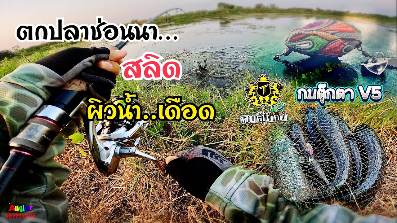 ช่อนนา…สลิด ผิวน้ำเดือด #กบยางตุ๊กตา #ตกปลาช่อน 