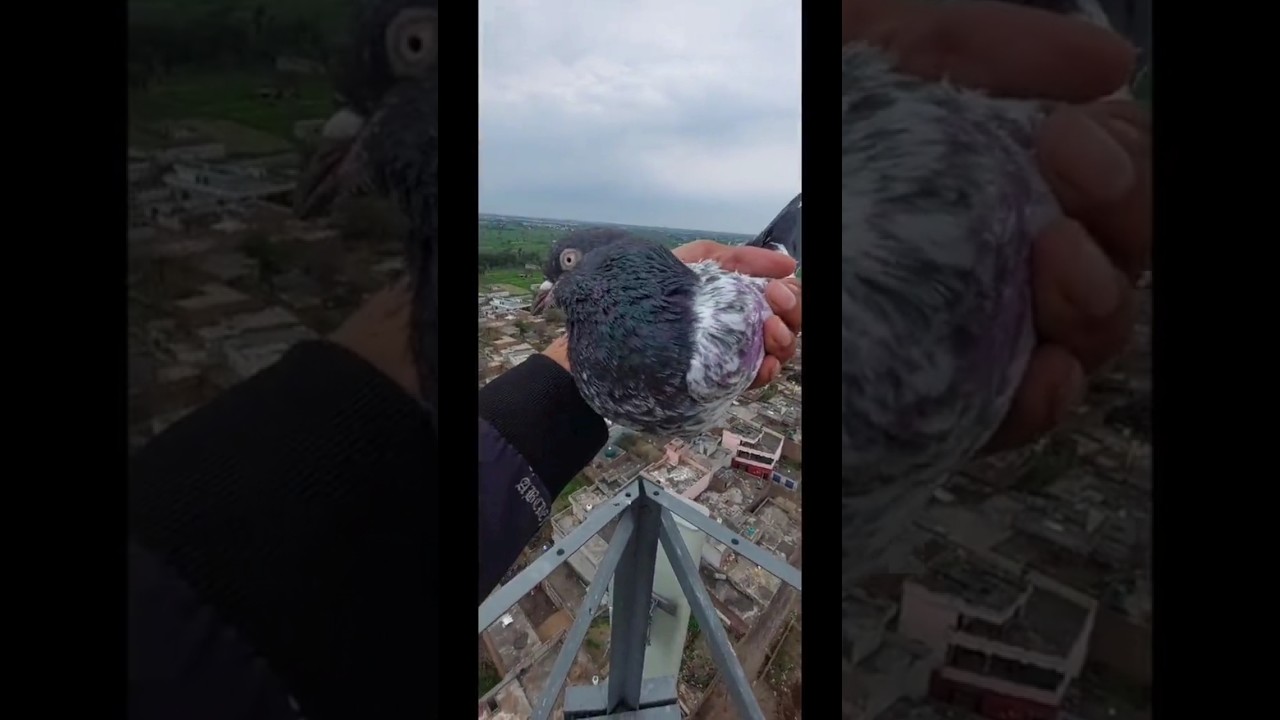 Salara kabutar pakra 