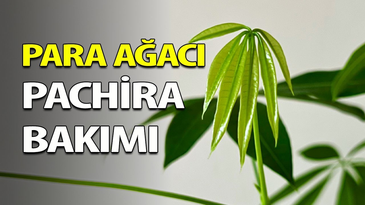 Para ağacı bakımı | Pachira aquatica 🌿 Ev Yeşili