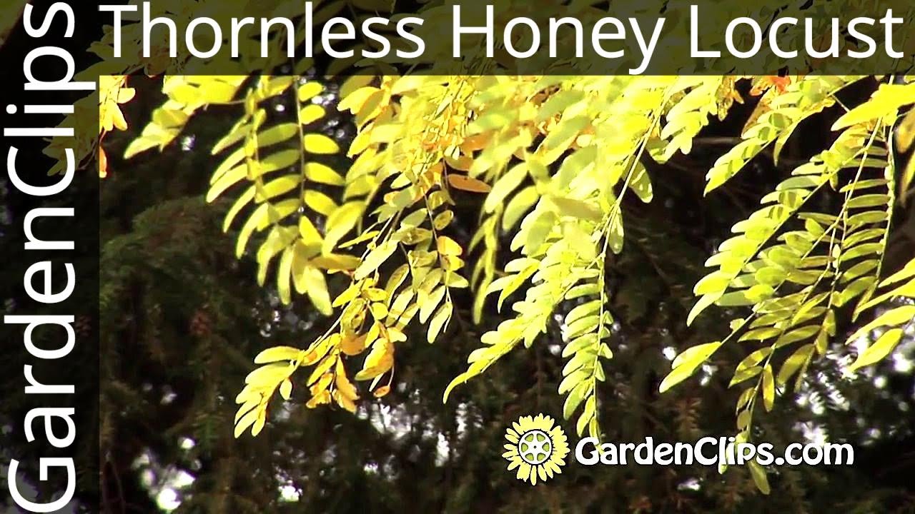 Гледичия безшипная (Gleditsia Inermis) &mdash; выращивание гледичии