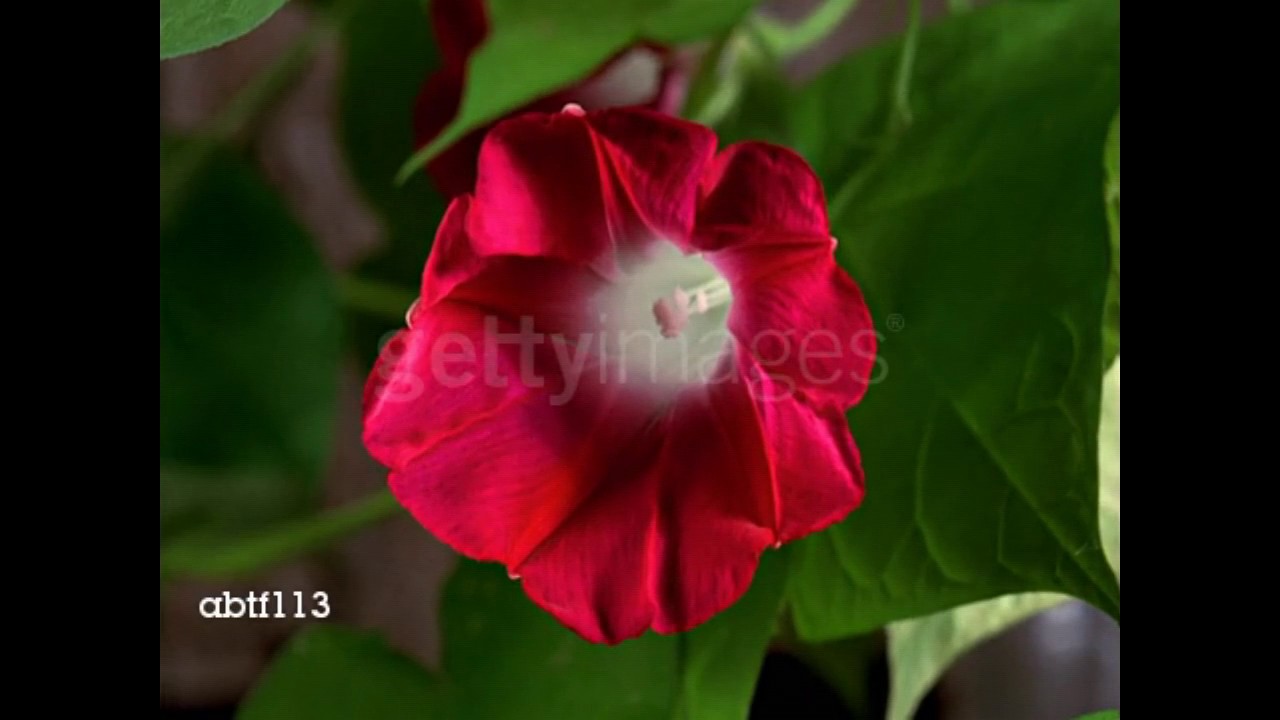 growing red morning glories