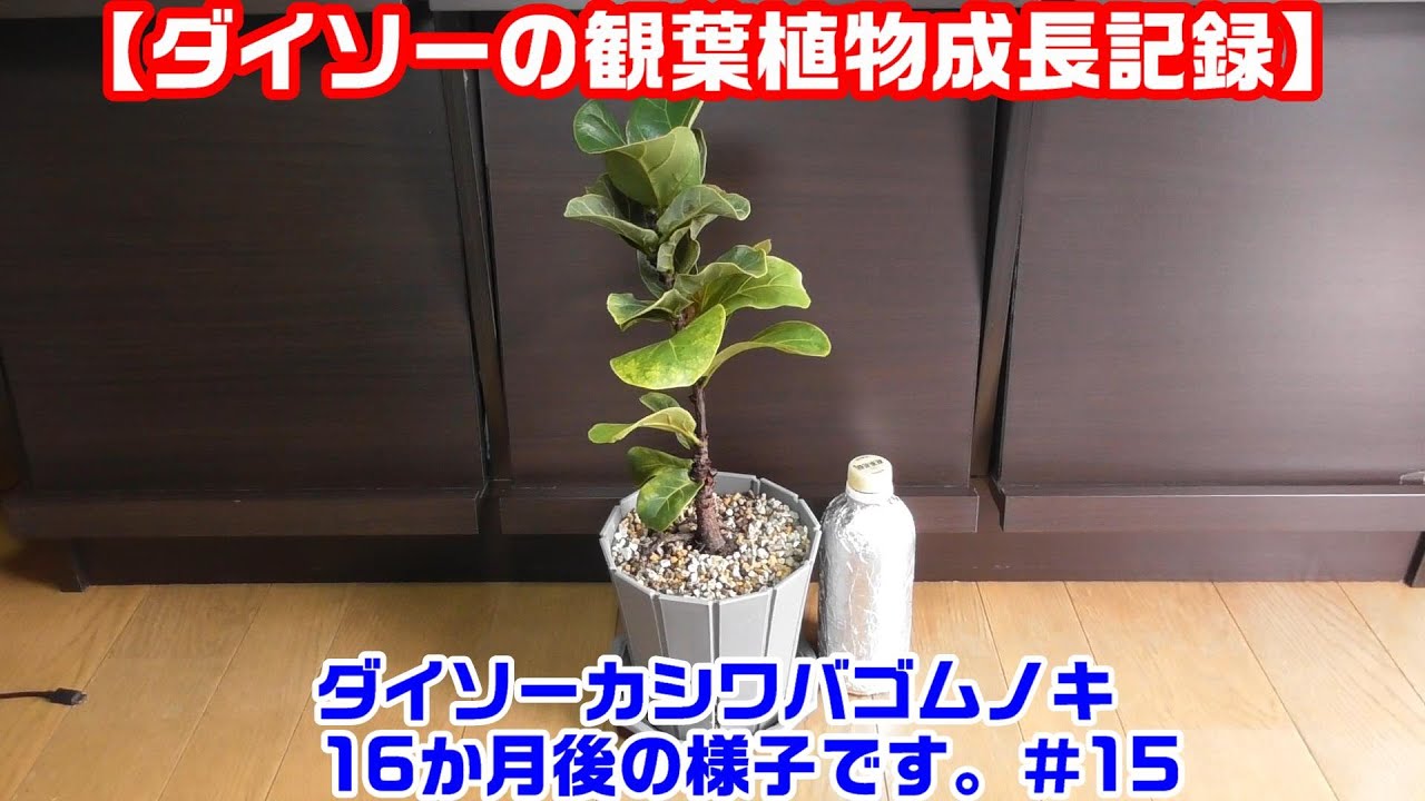 【ダイソーのフィカスカシワバゴムノキ観察＃15】《購入から16か月現在の成長》#観葉植物 #フィカス #カシワバゴムノキ #ダイソー #100均観葉植物 #家庭菜園 #園芸 #ガーデニング