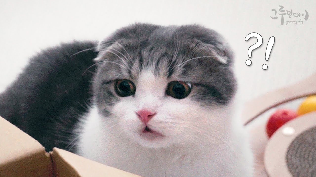 처음 맡아본 냄새에 당황한 고양이 ㅋㅋㅋ