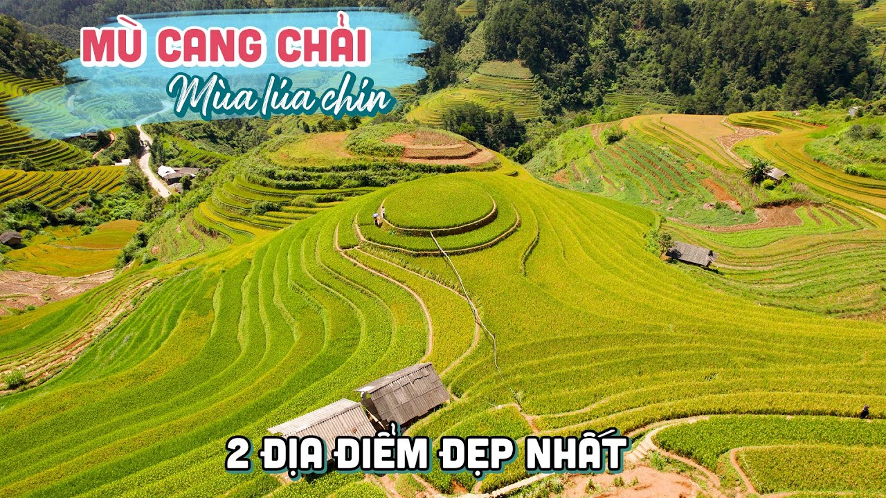 DU LỊCH MÙ CANG CHẢI YÊN BÁI | Đẹp ngẩn ngơ Đồi Mâm Xôi và Đồi Móng Ngựa mùa lúa chín