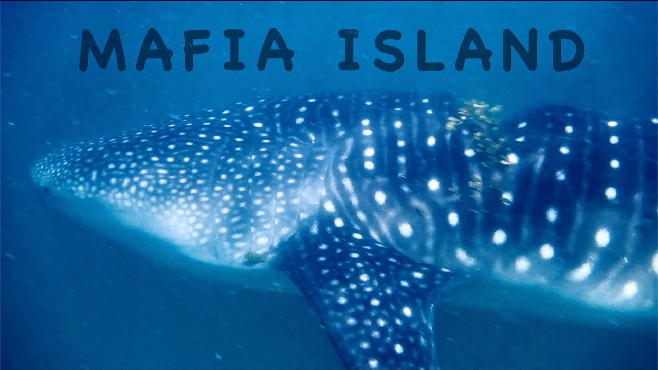 Karibu Mafia: Whale Sharks, Scuba Diving & much more!