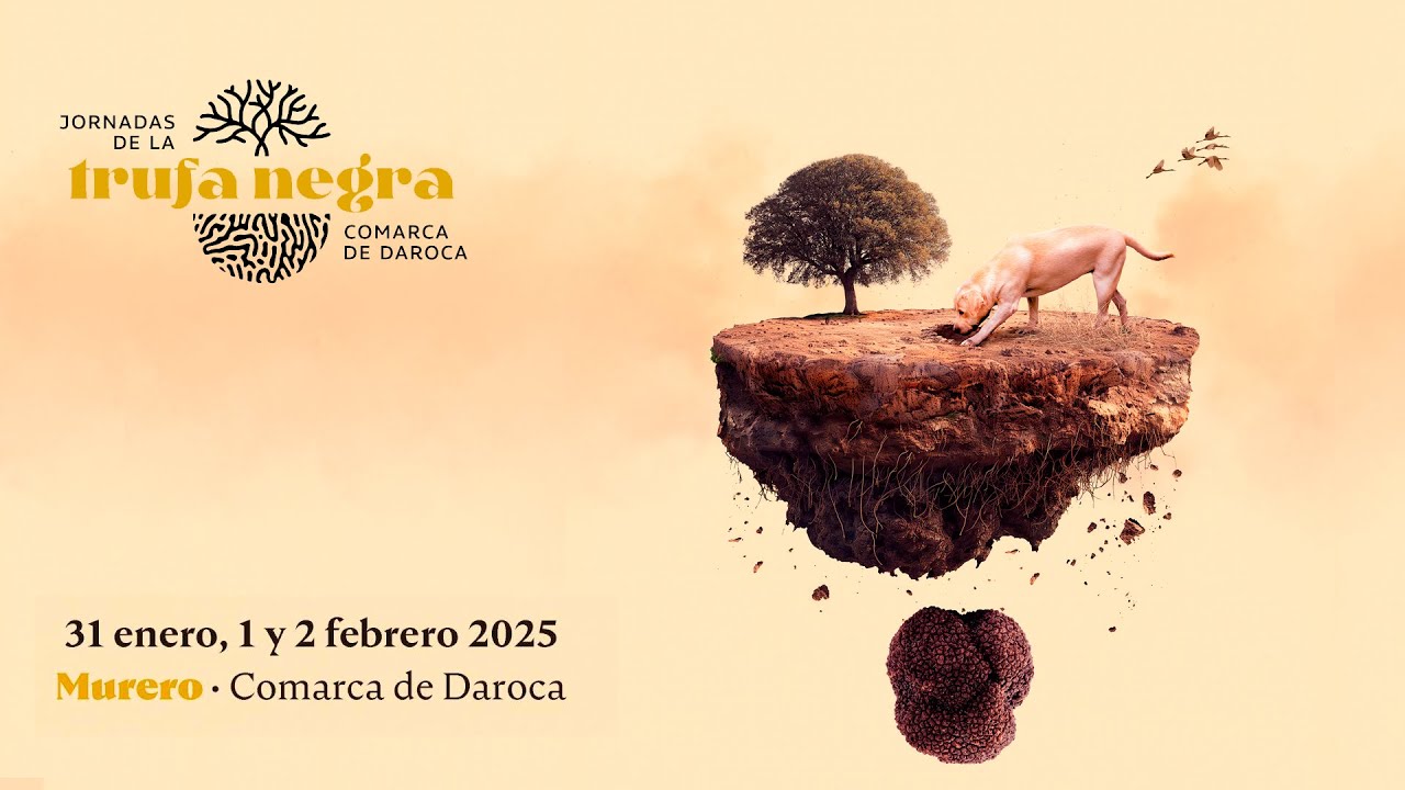 VII Jornadas de la trufa negra de la Comarca de Daroca, recepción, sorteo de campos y rondas 1 y 2