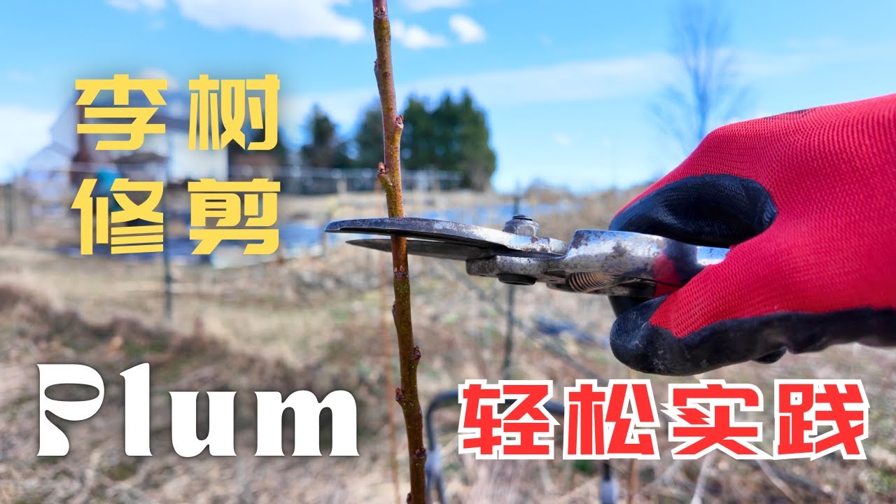 李子树修剪，开心形亚洲李，花芽已经饱满了，今年就能吃到李子了
