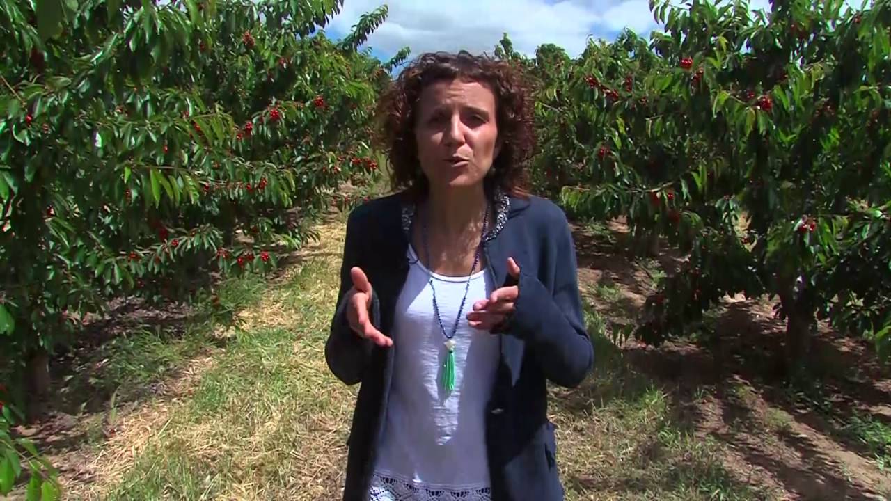 La cereza en Mequinenza