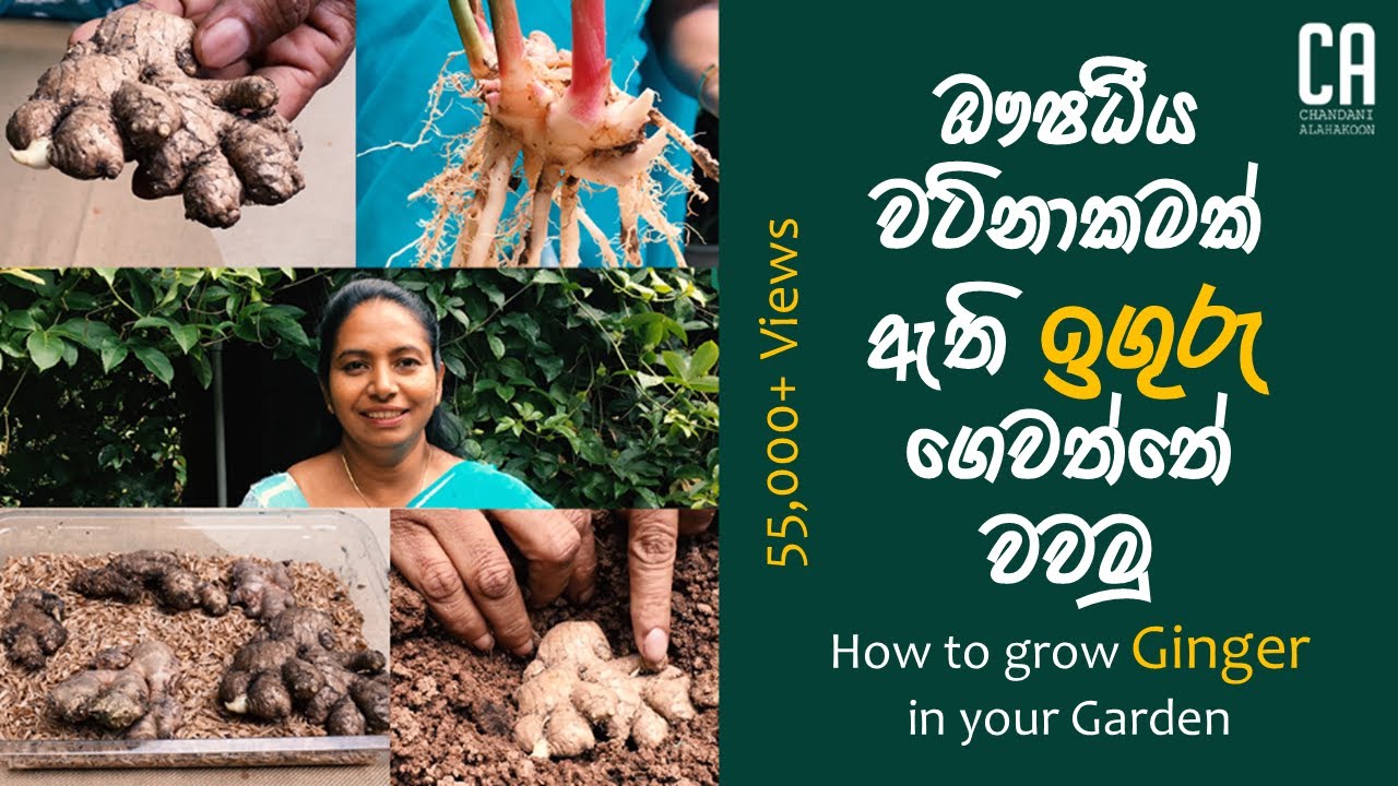 ඖෂධීය වටිනාකමක් ඇති ඉගුරැ ගෙවත්තේ වවමු | How to Grow Ginger