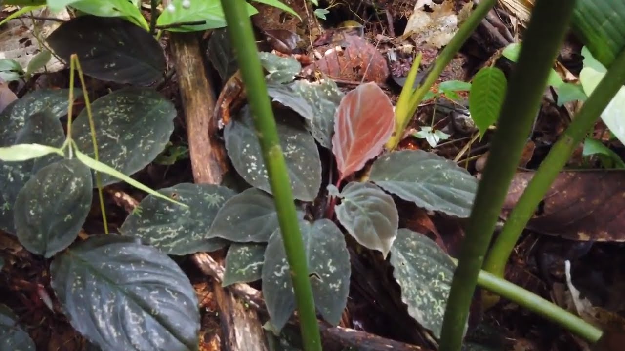 Hunting for BUCE and exploring beautiful tropical forest