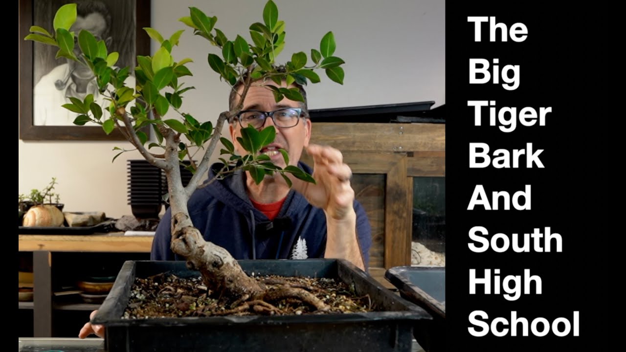 Big Tiger Bark Ficus & South High School:  Dave's Bonsai E493