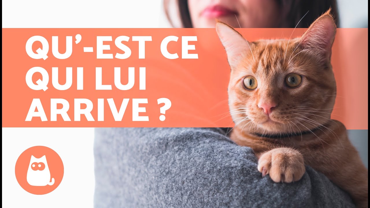 Mon CHAT est TR&Egrave;S COLLANT🧍🐈 (Hyperattachement et Comportements Obsessionnels chez le Chat)