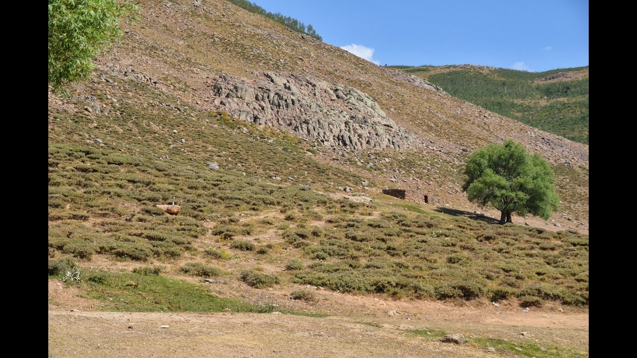 Gule Uyan Sabahtır - Sare
